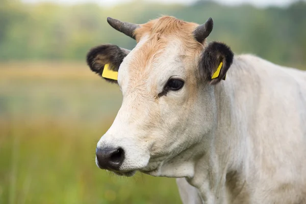 Nature landscape with portrait whitet cow — Stock Photo, Image