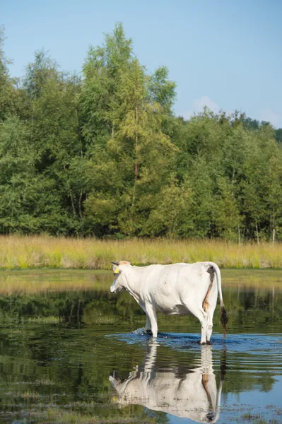 Природный пейзаж с коровами в воде — стоковое фото