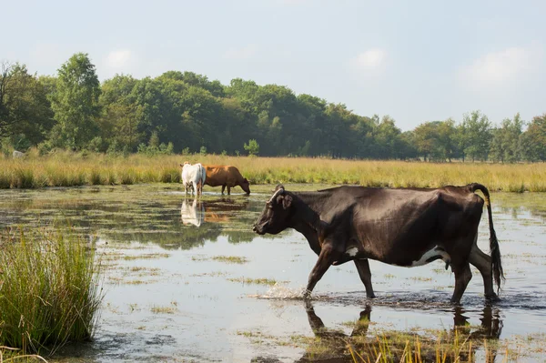 Nature landscape with cows in water — Stock Photo, Image