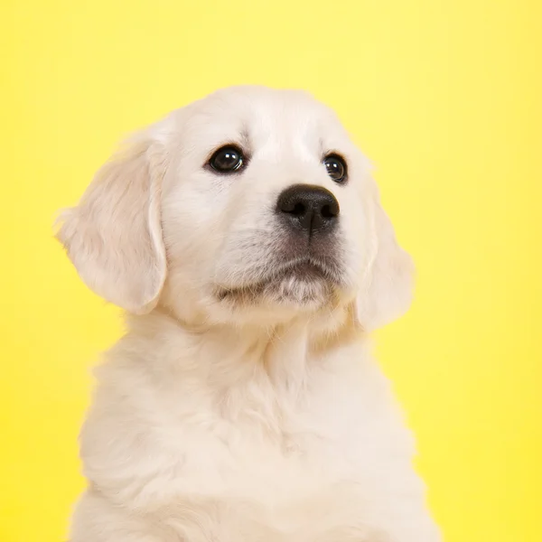 Cachorro golden retreiver — Foto de Stock