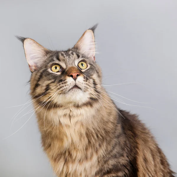 Maine coon cat on gray — Stock Photo, Image