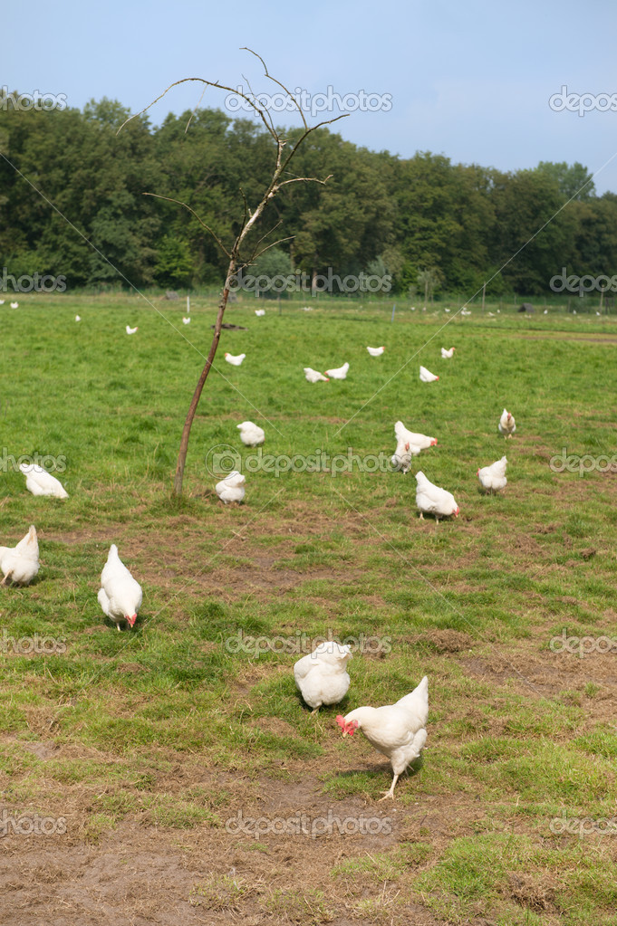 White chicken Stock Photo by ©ivonnewierink 40791559