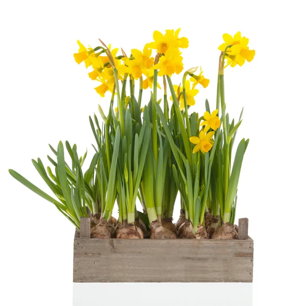 Crate yellow daffodils — Stock Photo, Image