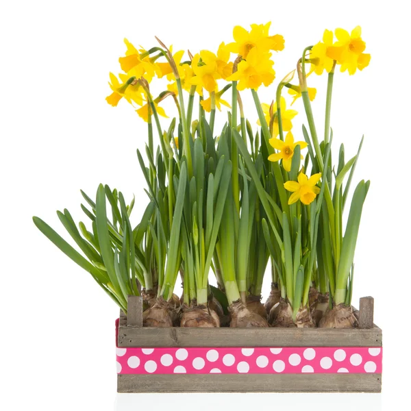 Crate yellow daffodils — Stock Photo, Image