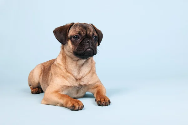 Puppy pug on blue background — Stock Photo, Image