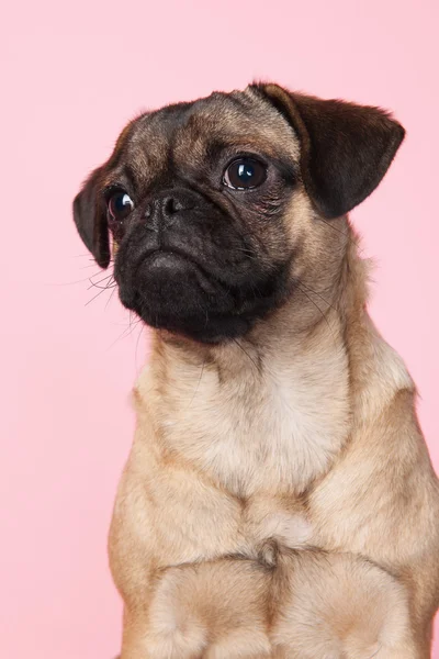 Filhote de cachorro no fundo rosa — Fotografia de Stock