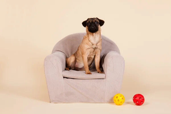 Puppy pug in chair — Stock Photo, Image