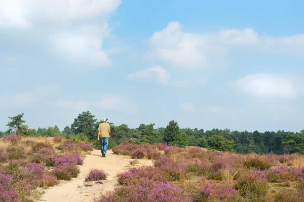 Hombre caminando en campos de brezo — Foto de Stock