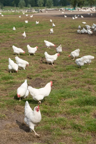 Weißes Huhn — Stockfoto