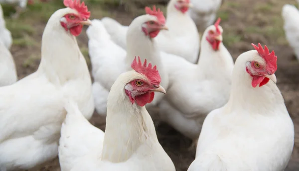 Weißes Huhn — Stockfoto