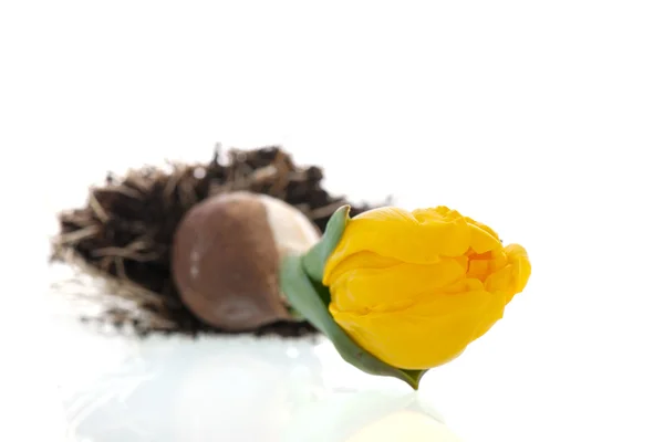 Tulipano giallo in crescita — Foto Stock