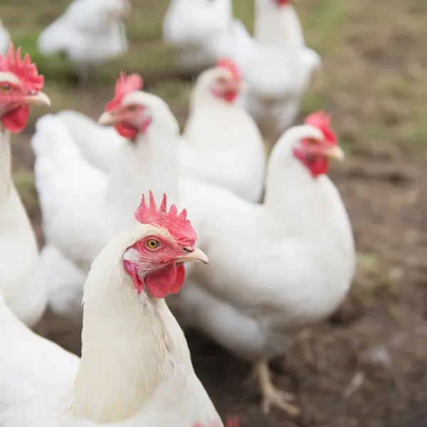 Weißes Huhn — Stockfoto