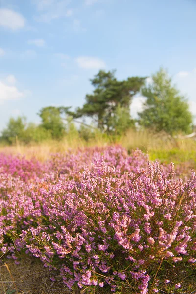 Blooming heather field — Stock Photo, Image
