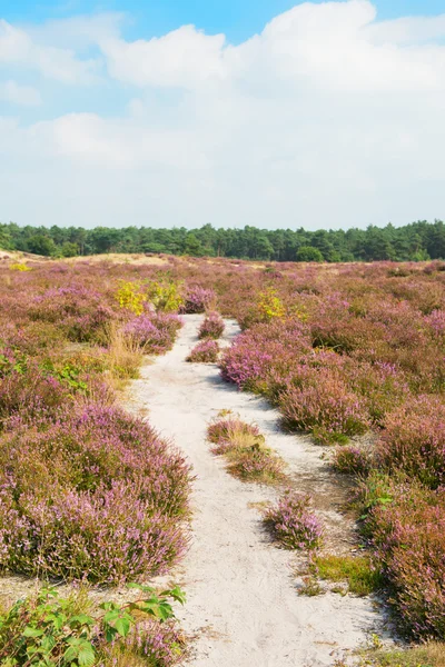 Blooming heather field with sand path — Stock Photo, Image