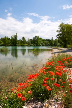 bir göl yakınında kırmızı haşhaş