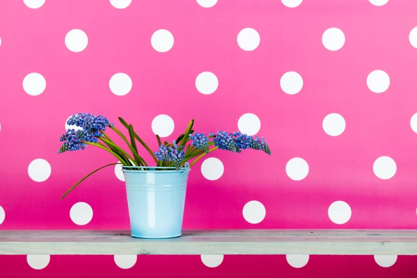 Blauwe druif hyacinten in blauwe emmer op roze — Stockfoto