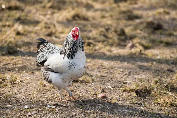 White chicken — Stock Photo, Image