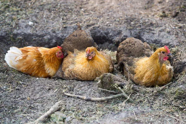 Chicken taking a dust bath — Stock Photo, Image