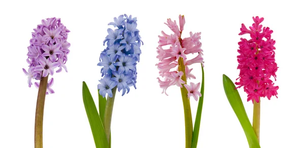 Blooming hyacinths — Stock Photo, Image