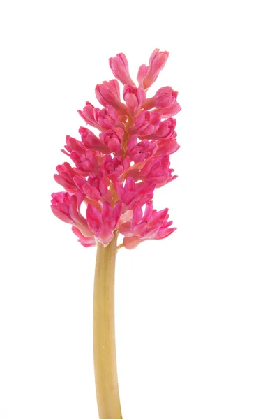 Růžový Hyacint — Stock fotografie