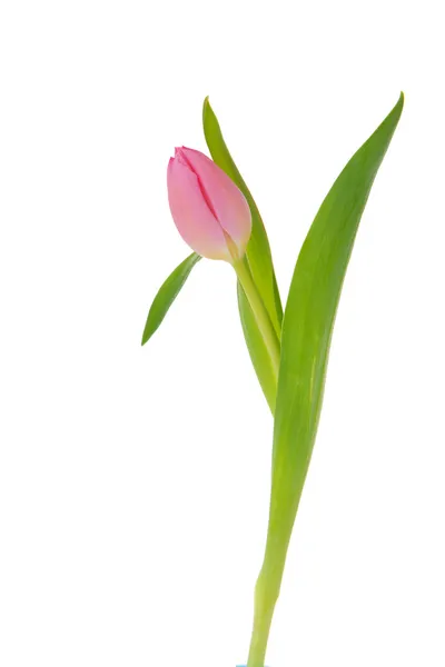 Tulipano rosa — Foto Stock