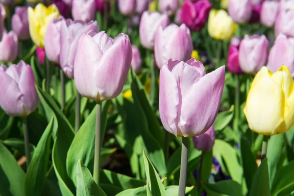 Violette und gelbe Tulpen — Stockfoto