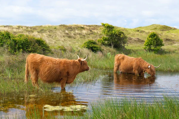 Skotský náhorní skot pitné vody — Stock fotografie
