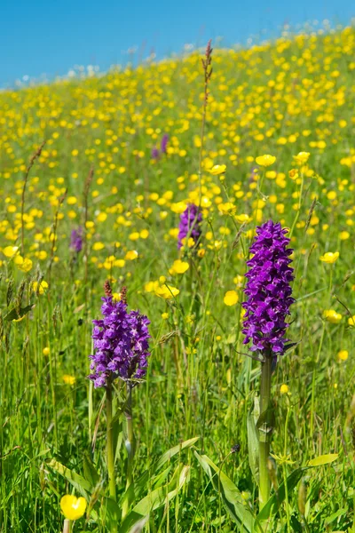 Фіолетовий Дика орхідея — стокове фото