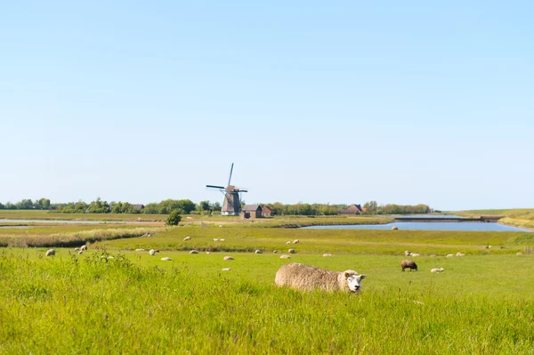 Hollandsk vadeø Texel - Stock-foto