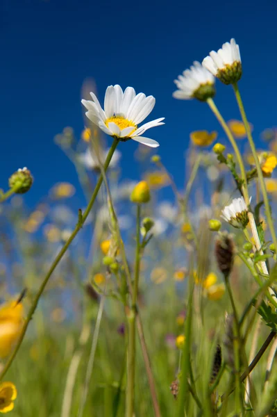 Wild flowers in summer — Stock Photo, Image