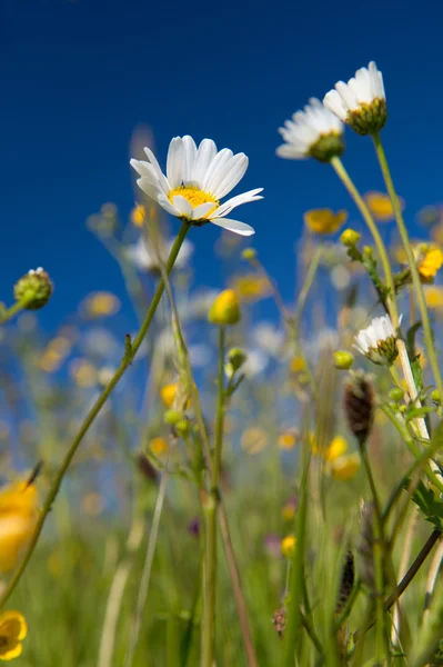 Fleurs sauvages en été — Photo