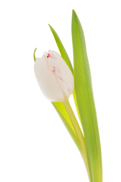 White tulip — Stock Photo, Image