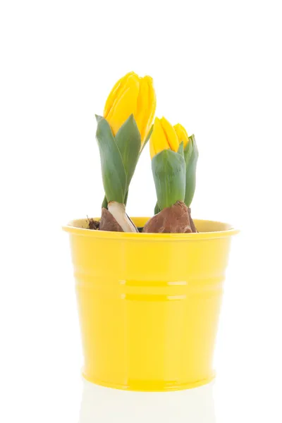 Yellow tulips in spring — Stock Photo, Image