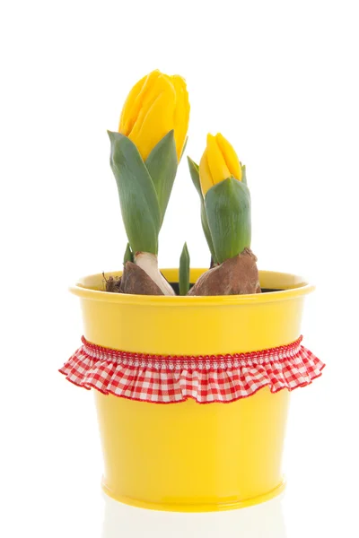 Gele tulpen in het voorjaar — Stockfoto