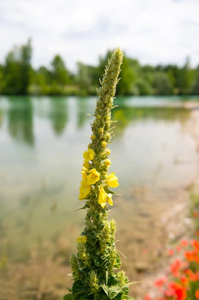 Verbascum in front of lake — Stock Photo, Image