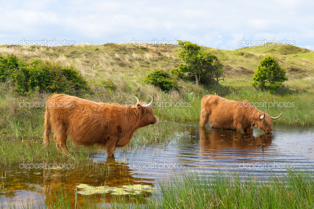 Highland cattle drinking water