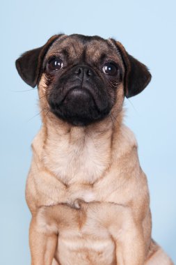 mavi zemin üzerine köpek pug
