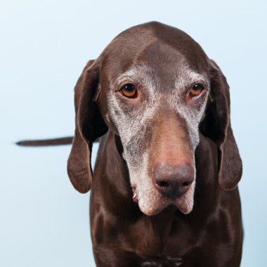 yaşlı bir köpek portre