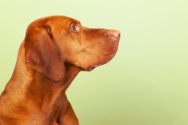 Macar veya magyar vizsla