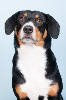 portre sennen hund