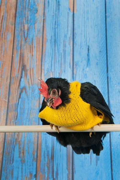 Funny chicken with yellow sweater — Stock Photo, Image