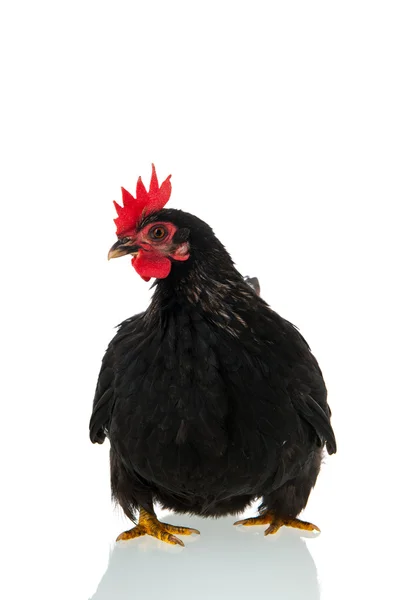 Ayam Hitam di Latar Belakang Putih — Stok Foto