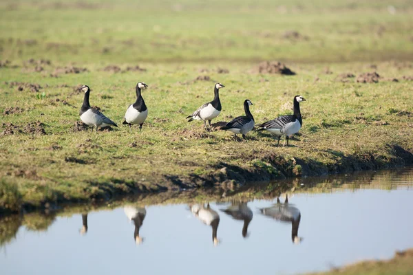 Barnacle gooses — Stock Photo, Image