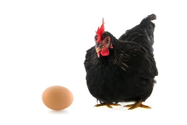 Pollo negro con huevo sobre fondo blanco — Foto de Stock