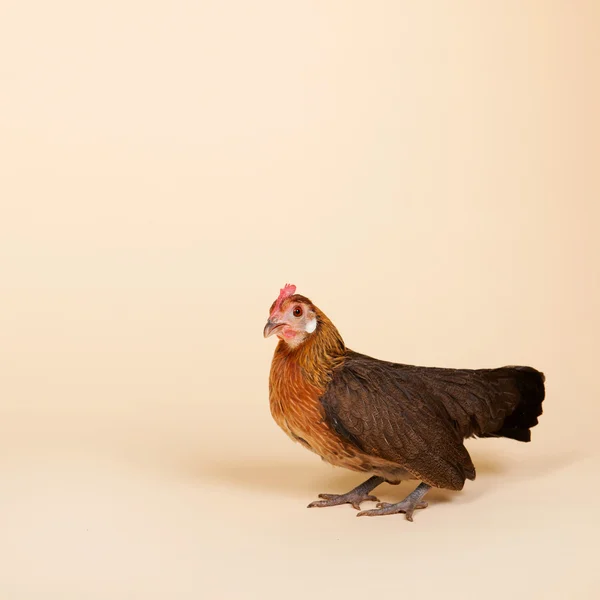 Poulet en studio sur fond crème — Photo