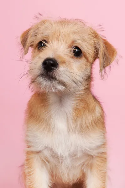 Cute little puppy — Stock Photo, Image