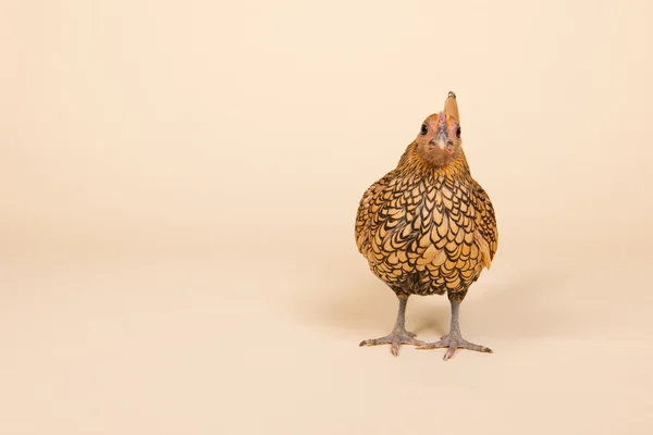 鶏のクリーム色の背景上のスタジオの — ストック写真