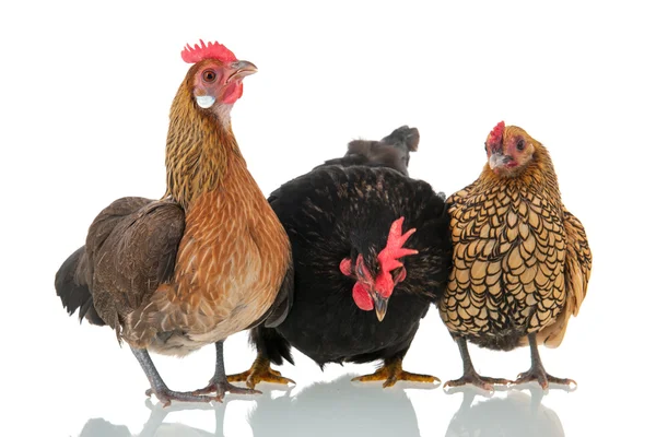 Poulets isolés sur fond blanc — Photo