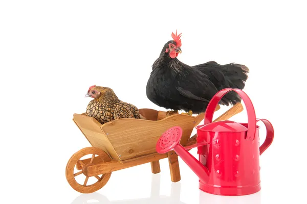 Chickens on wheel barrow — Stock Photo, Image