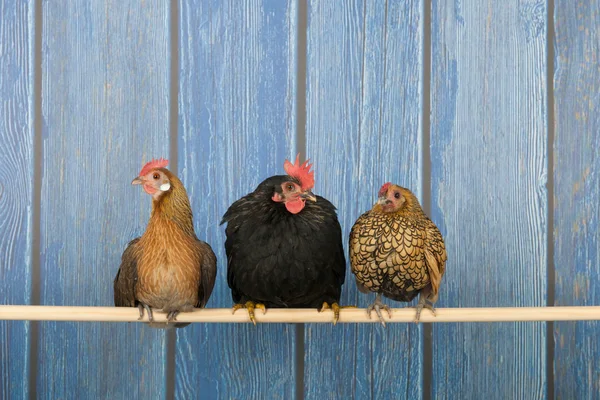 Pollos en gallinero —  Fotos de Stock